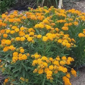 Asclepias tuberosa | Draggin Wing Farm