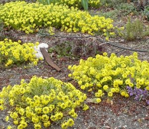 Alyssum montanum | Draggin Wing Farm