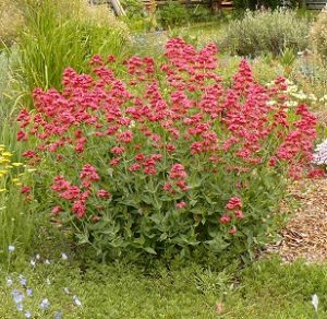 Centranthus ruber | Draggin Wing Farm