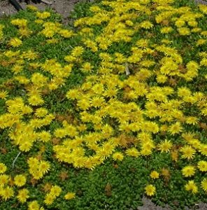 Delosperma nubigenum | Draggin Wing Farm