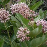 Asclepias speciosa2crop