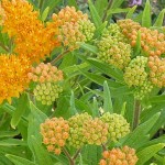 Asclepias tuberosa crop