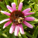 Bee on Echinacea crop