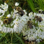 Bees on Allium sm