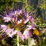 cleome-bee crop