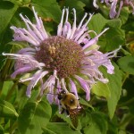 monarda-bee crop