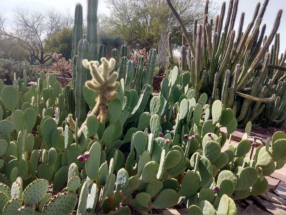 Sonoran Desert Draggin Wing Farm