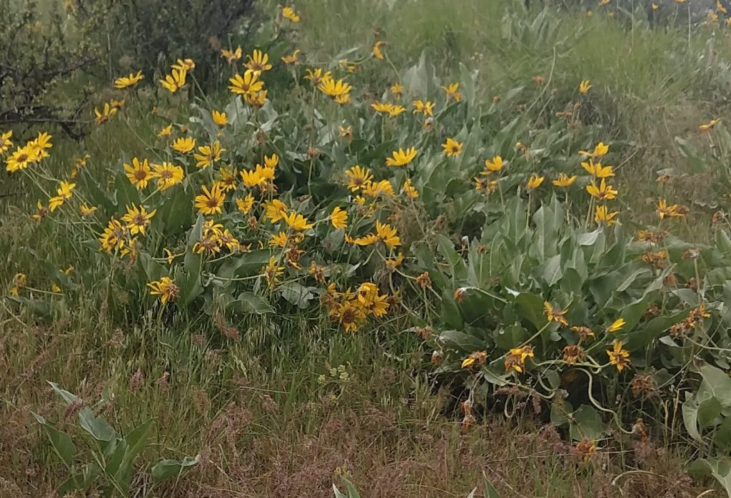 What's in Bloom, Teton Plants